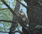 Squirrel 16x20 inches